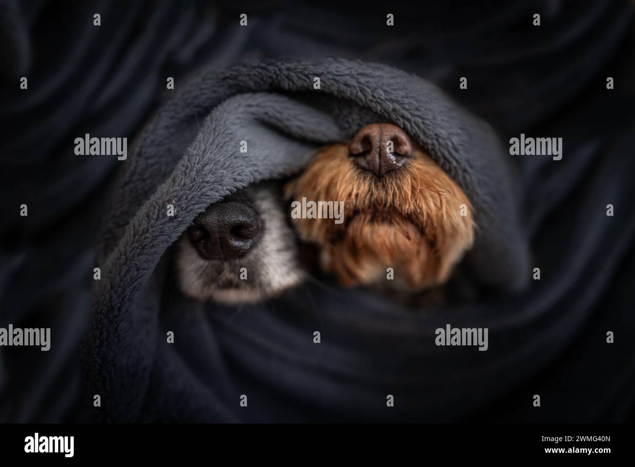 Zwei Hunde, die in eine Decke gewickelt sind und die Nase rausschlagen Stockfoto