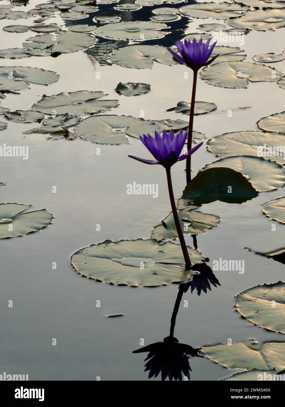 Wasserlilie blüht in einem Teich in der Nähe der Marina Bay in Singapur Stockfoto