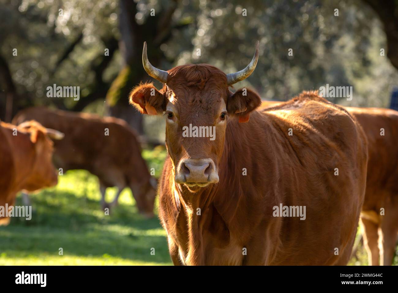 Braunkalb auf einer Wiese in Südspanien Stockfoto