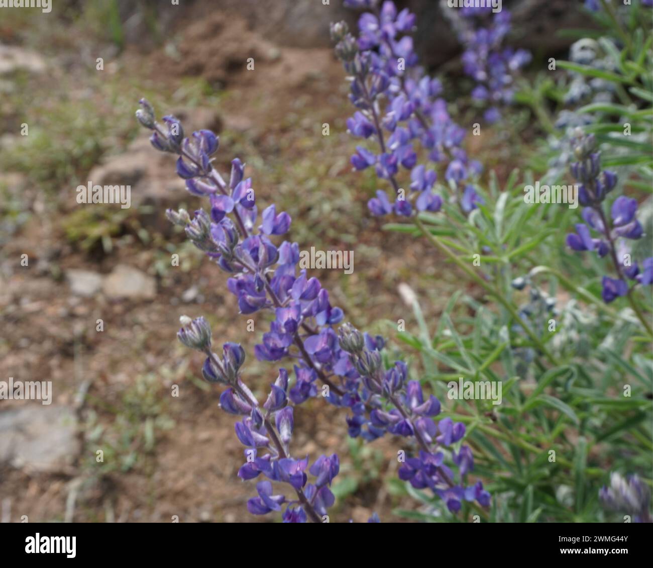 Violette Wildblumen in der südlichen Wüste Oregons Stockfoto