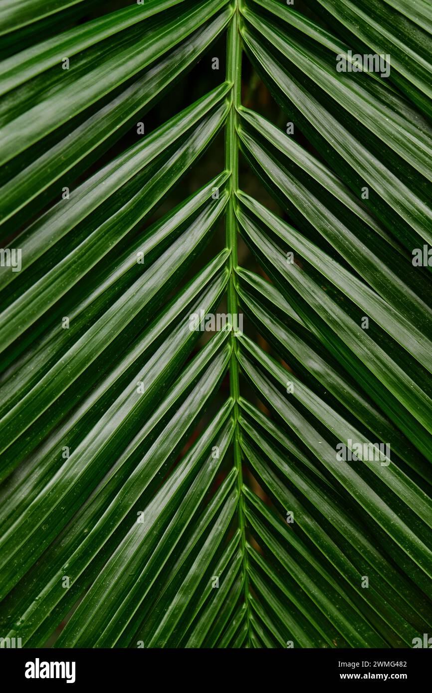 Vollformataufnahme von Palmblatt Stockfoto