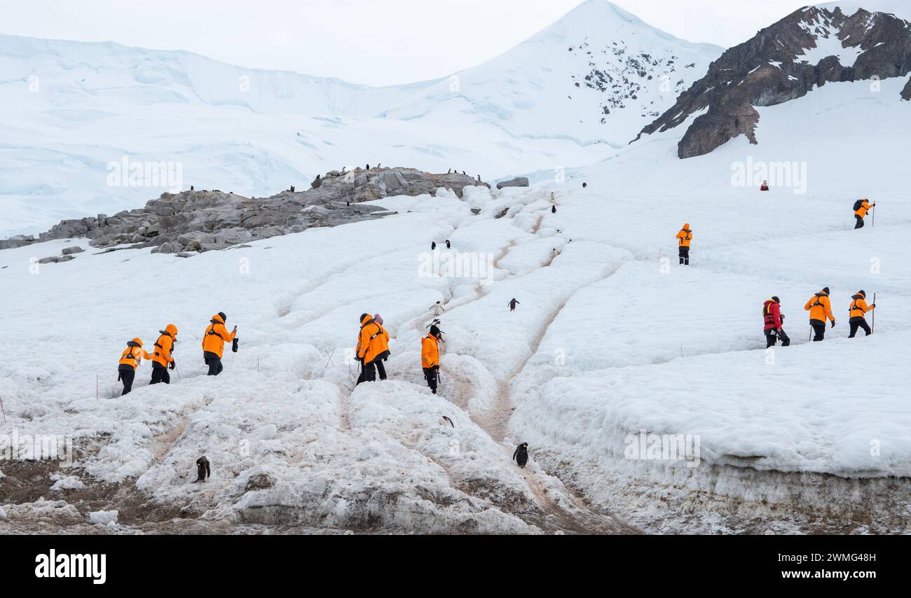 Neko Harbor, Antarktis - 12. Januar 2024: Antarktis-Expedition mit Kreuzfahrttouristen, die durch Pinguin-Highways auf verschneiten Bergen im Neko Harbor spazieren Stockfoto