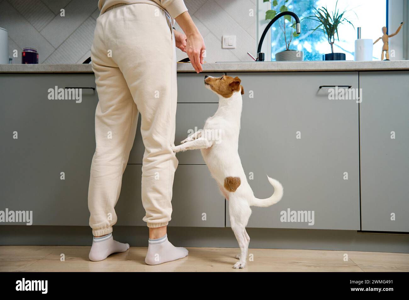 Ein kleiner Hund bettelt eifrig um Futter, steht auf seinen Hinterbeinen in einer modernen Küche, während eine Person in der Nähe steht. Stockfoto