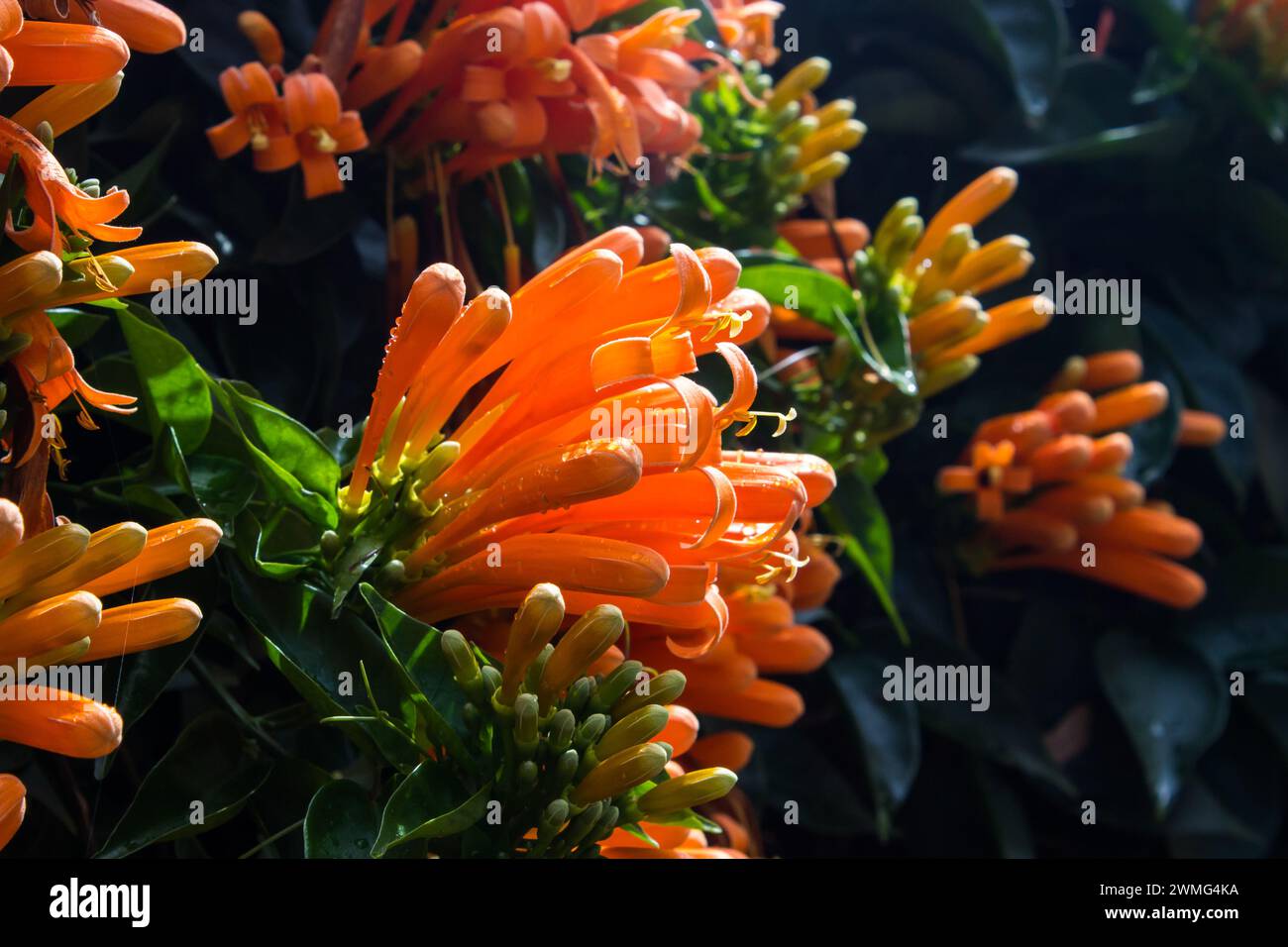 Glühende Blütenbündel und Blütenknospen einer goldenen Dusche, Pyrostegia venusta, Stockfoto