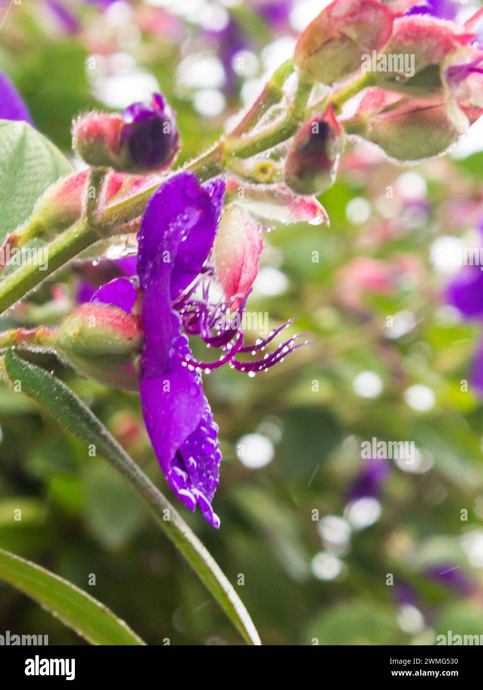 Die große lila Blume einer Tibouchina, bedeckt mit Wassertröpfchen, in einem Garten in Magoebaskloof, Südafrika. Stockfoto Die große lila Blume einer Tibouchina, bedeckt mit Wassertröpfchen, in einem Garten in Magoebaskloof, Südafrika. Stockfoto