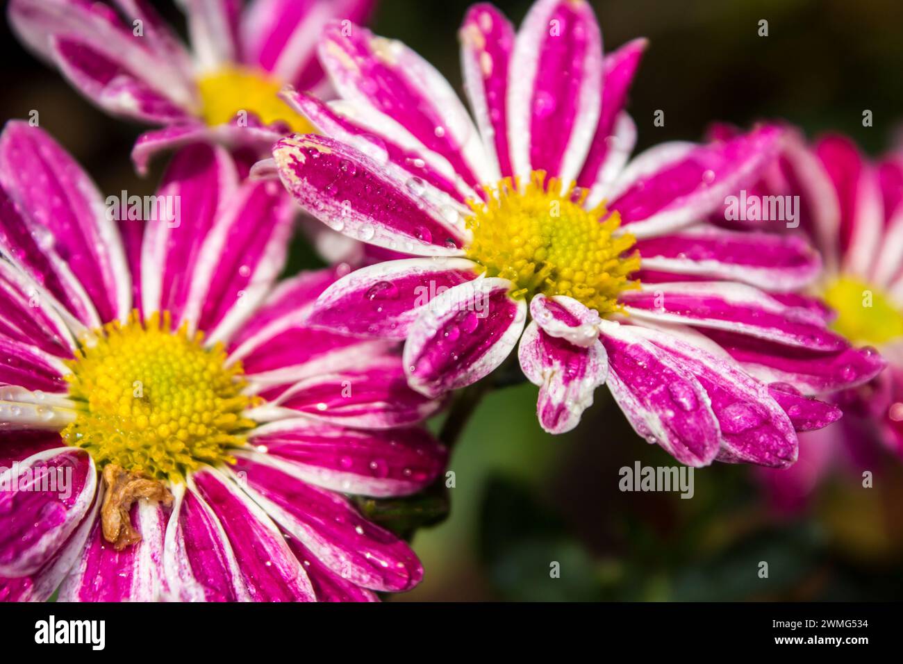 Wunderschöne rosafarbene und weiße Chrysanthemenblumen, bedeckt mit Wassertropfen nach einem leichten Regenschauer Stockfoto
