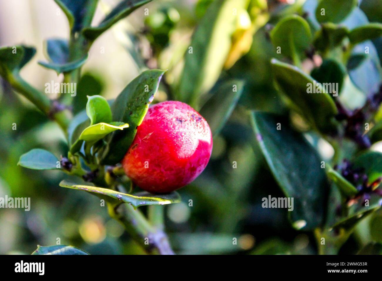 Die rote Frucht einer großen Num-num, Carissa macrocarpa Stockfoto Die rote Frucht einer großen Num-num, Carissa macrocarpa Stockfoto