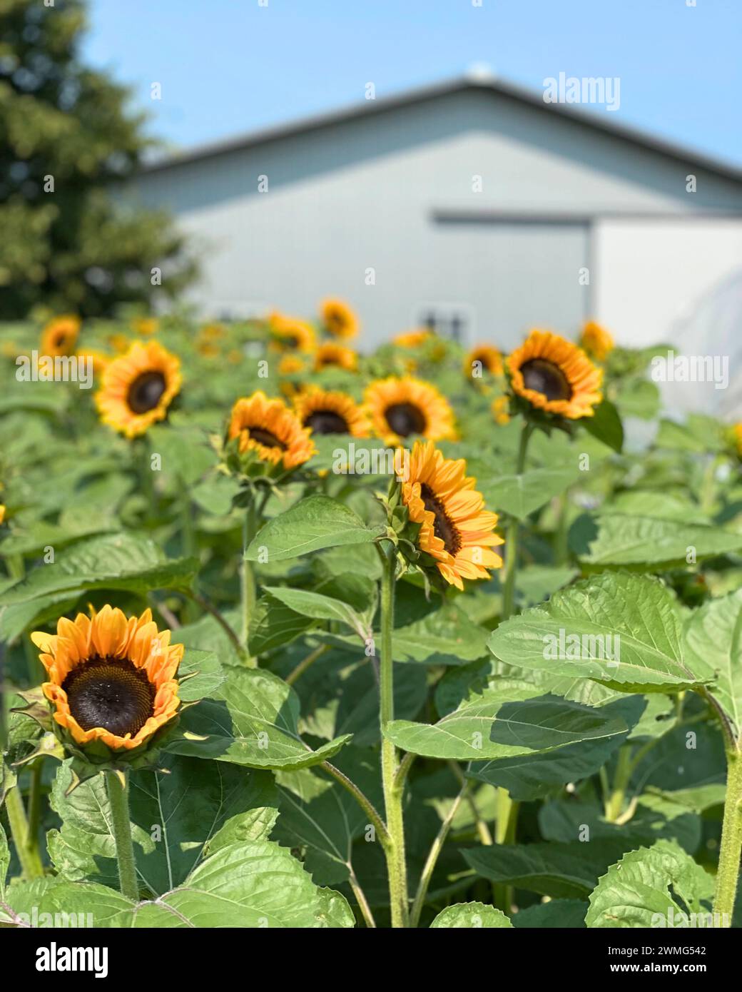 Sonnenblumen wachsen in einer Blumenfarm in Amerika Stockfoto