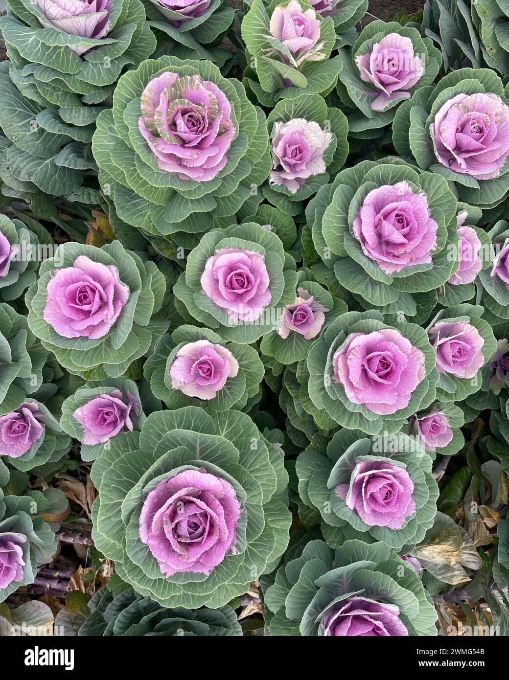 Anbau von Zierviolettkohl für die Blumenzucht Stockfoto