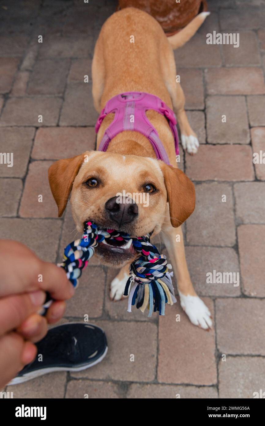 Lax Mix Hund lächelt in die Kamera und Spielzeug im Mund Stockfoto