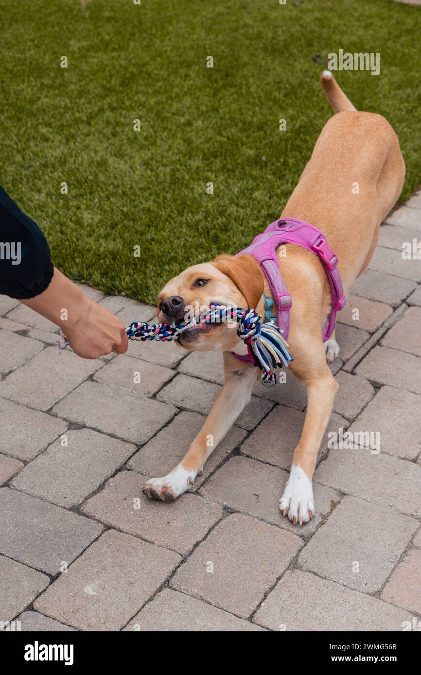 Labormischhund, der neben dem Rasen Schlepptau spielt Stockfoto