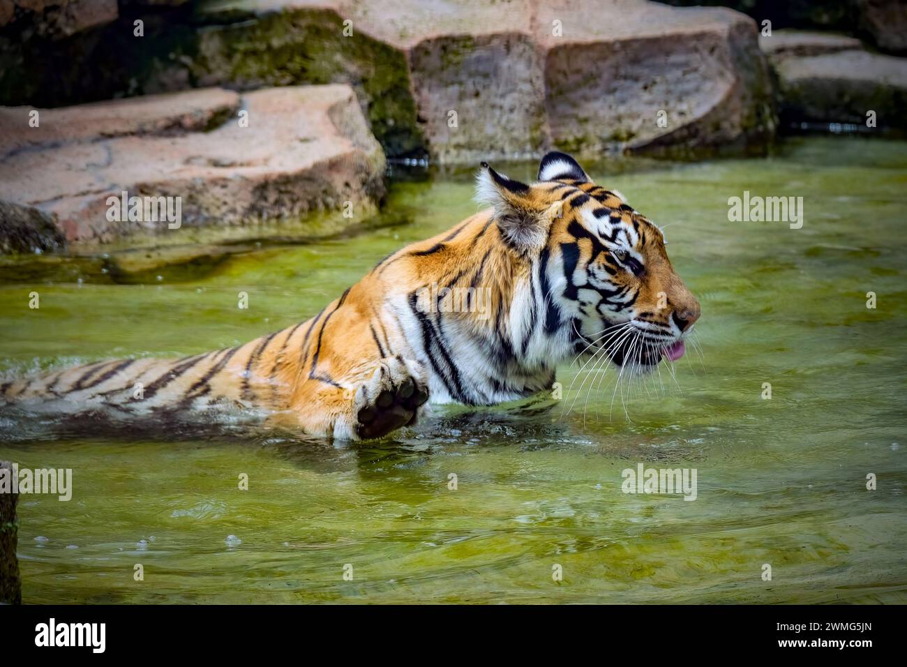 Porträt des bengalischen Tigers auf dem Teich Stockfoto