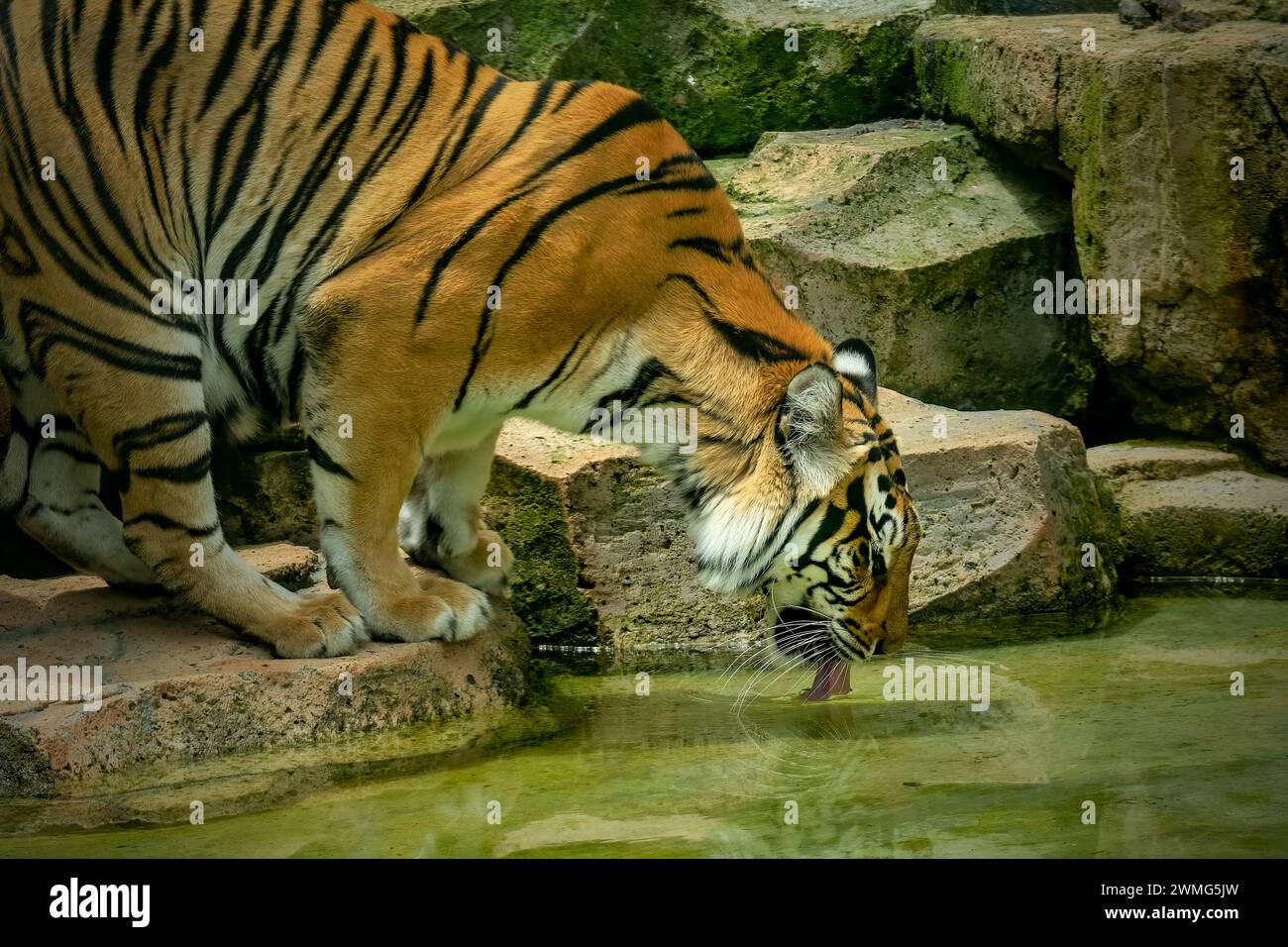 Porträt des bengalischen Tigers auf dem Teich Stockfoto