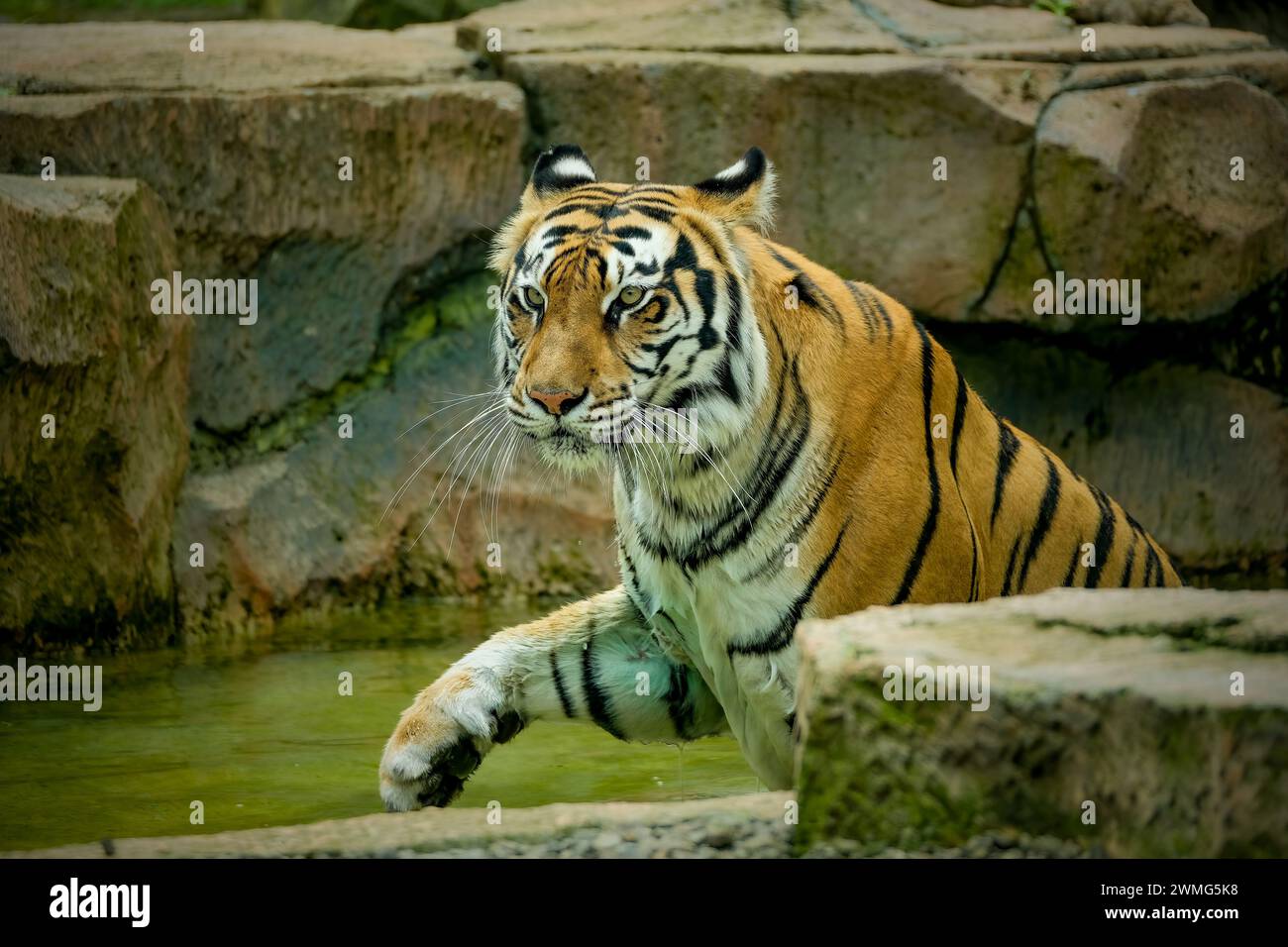Porträt des bengalischen Tigers auf dem Teich Stockfoto