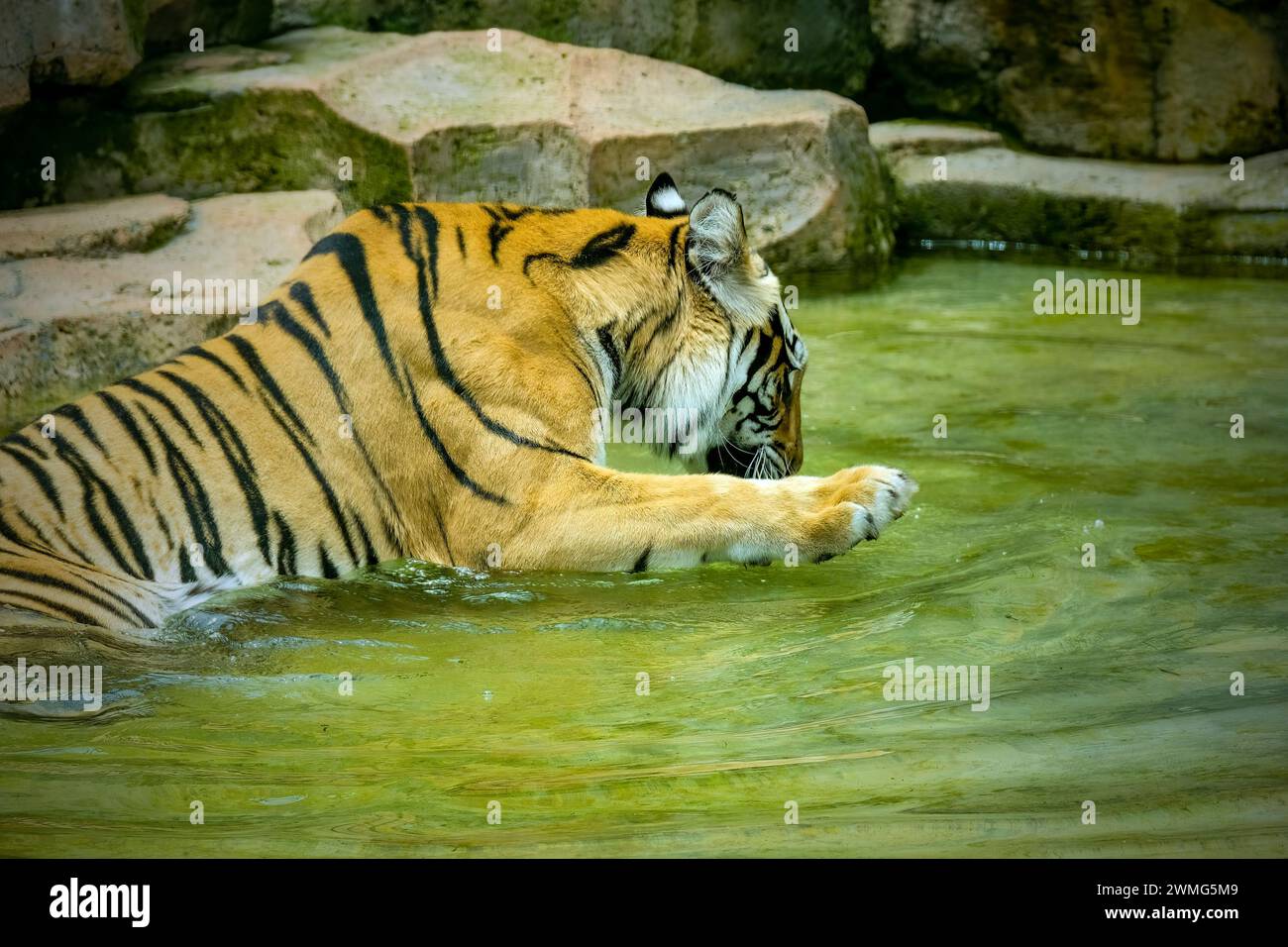 Porträt des bengalischen Tigers auf dem Teich Stockfoto