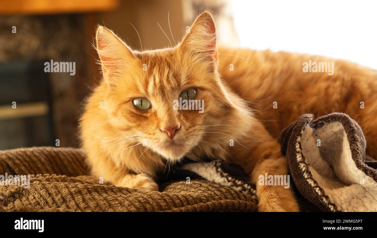 Orangene Katze mit großen Augen Stockfoto