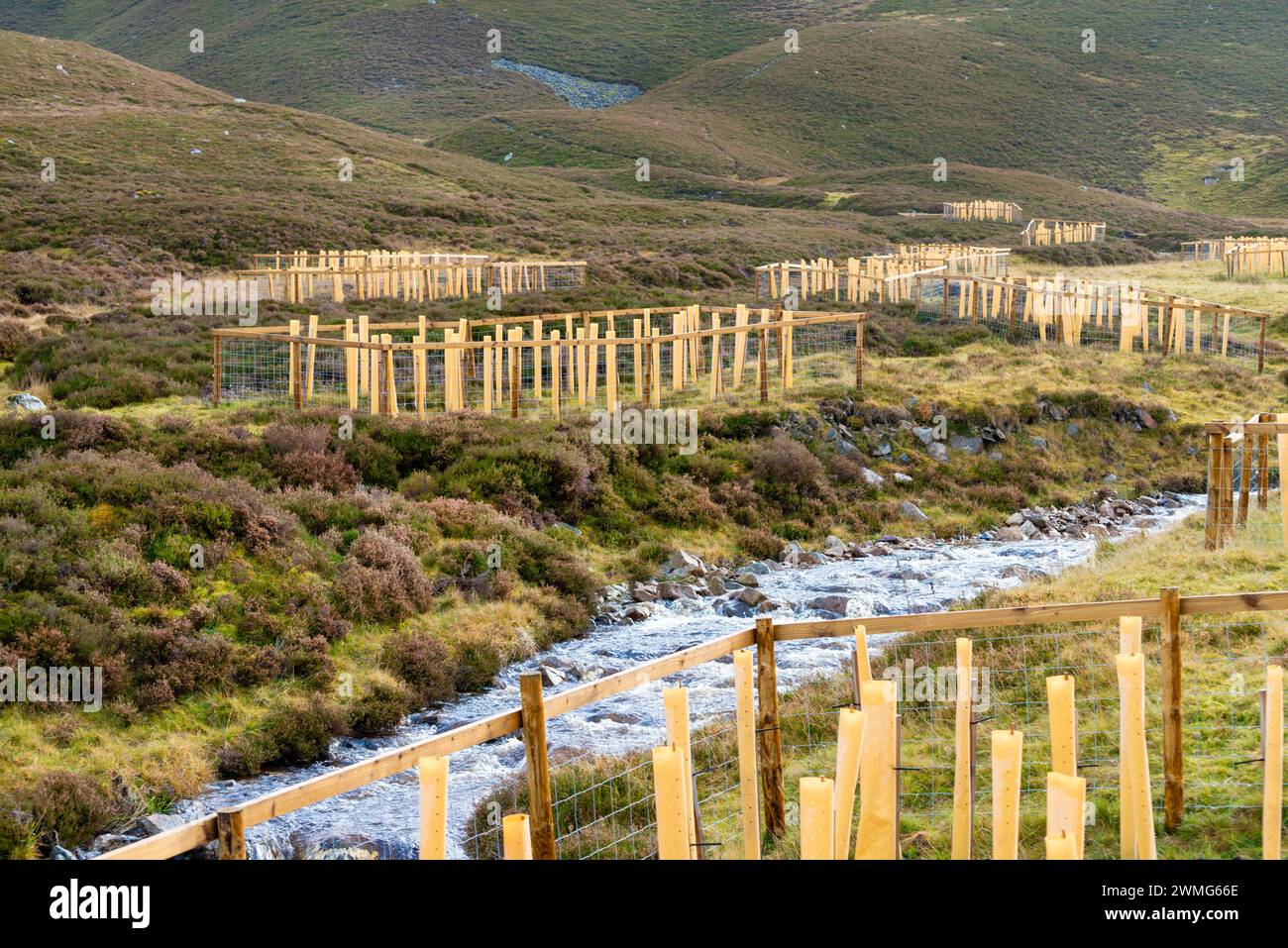 Diese jungen Bäume wurden neben einem Fluss gepflanzt, um das Ufer zu verstärken. Die Szene ist von Bergen und einem schnell fließenden Fluss in der Cairngorms National Stockfoto