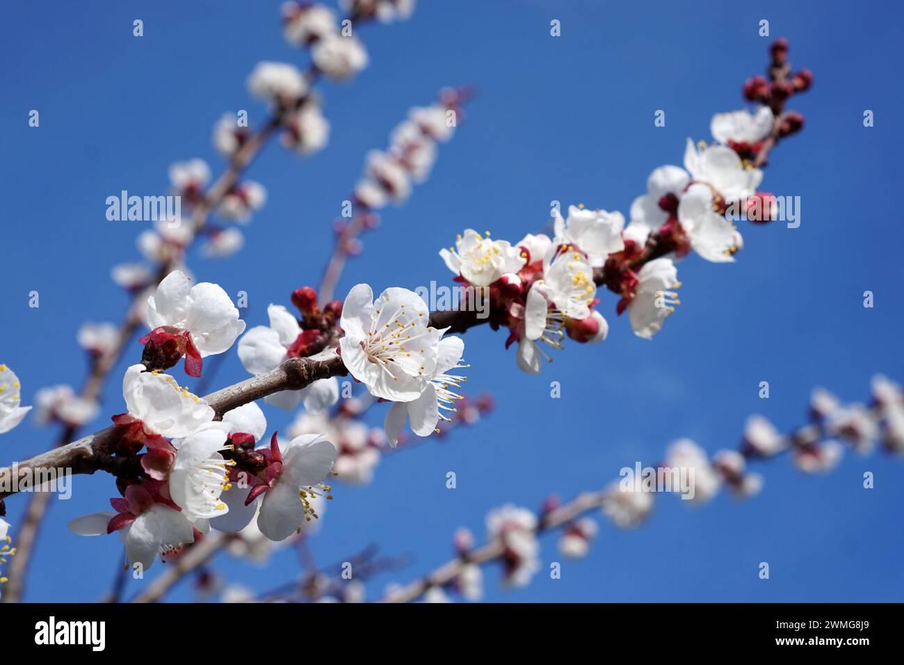 Aprikosenblüte im Frühling mit Blick auf den Himmel Stockfoto