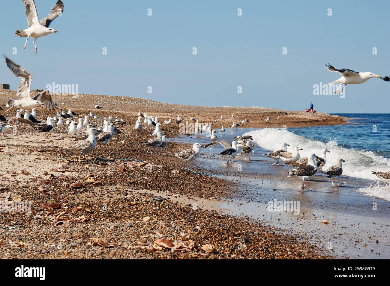 Europäische Silbermöwe (Larus argentatus) und Gull-mantelmöwe (Larus marinus) auf Klitmoeller Strand, Thisted Kommune, Dänemark Stockfoto