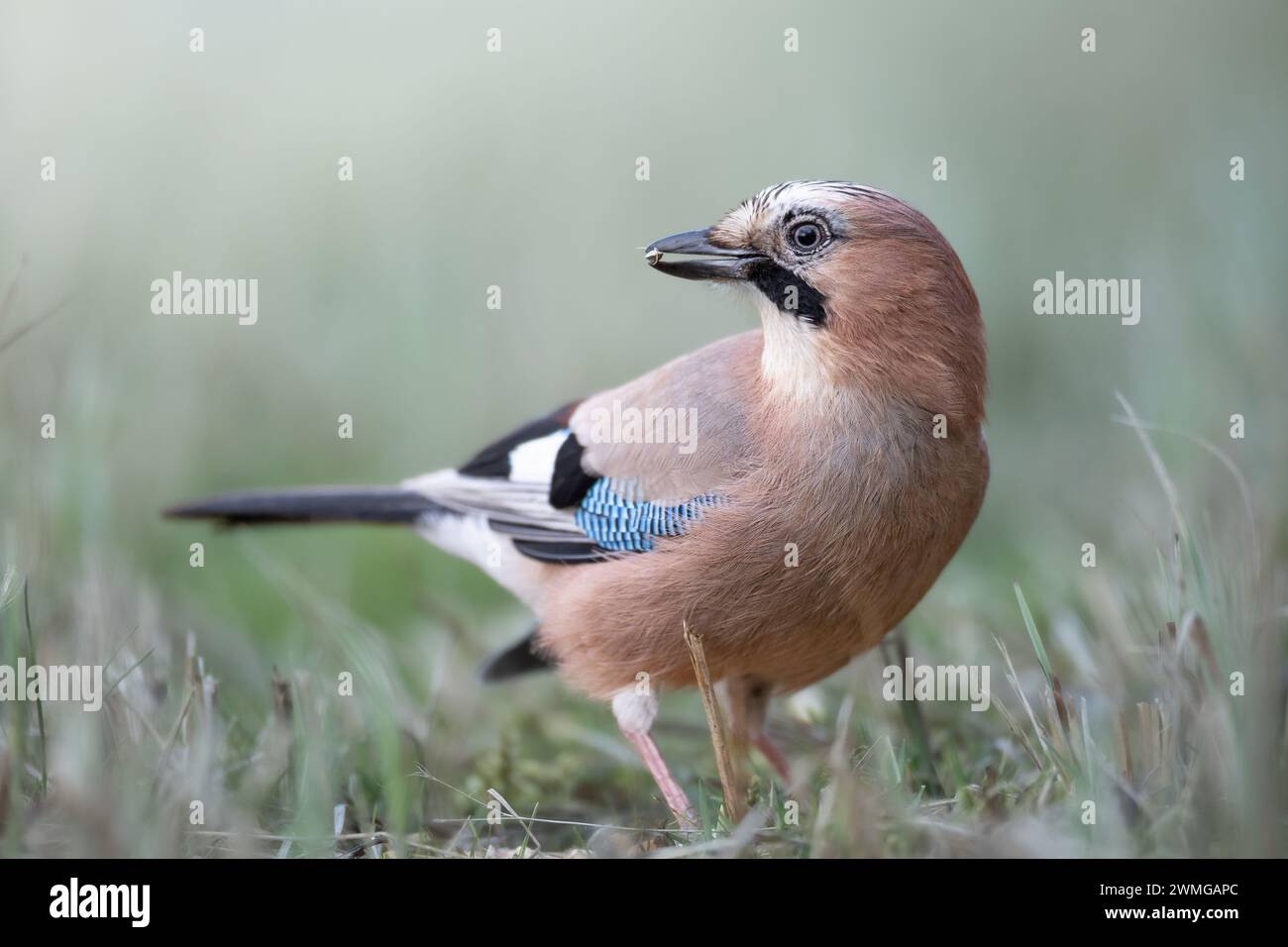 Vogel eurasischer Jay Garrulus glandarius sitzt auf der Wiese Polen, Europa Stockfoto