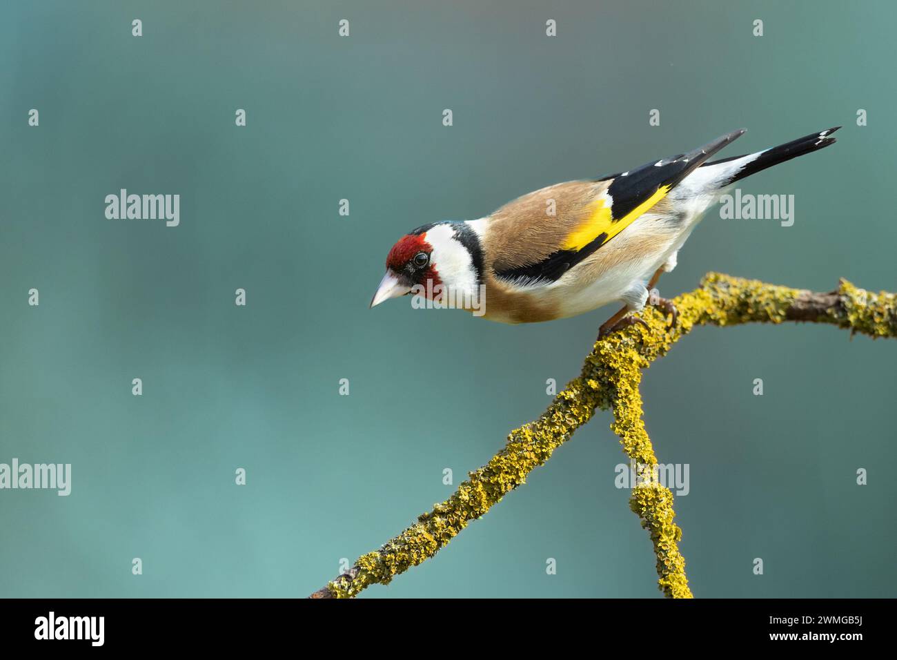 Vogel Goldfinch Carduelis carduelis, kleiner erstaunlicher Vogel, Frühlingszeit in Polen Europa Stockfoto