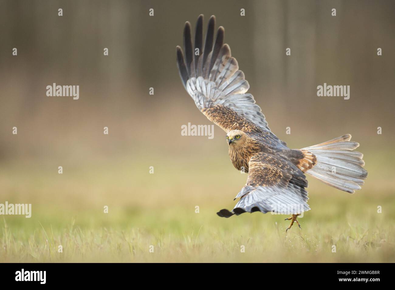 Greifvögel Marsch harrier Circus aeruginosus, Jagdzeit Polen Europa Stockfoto