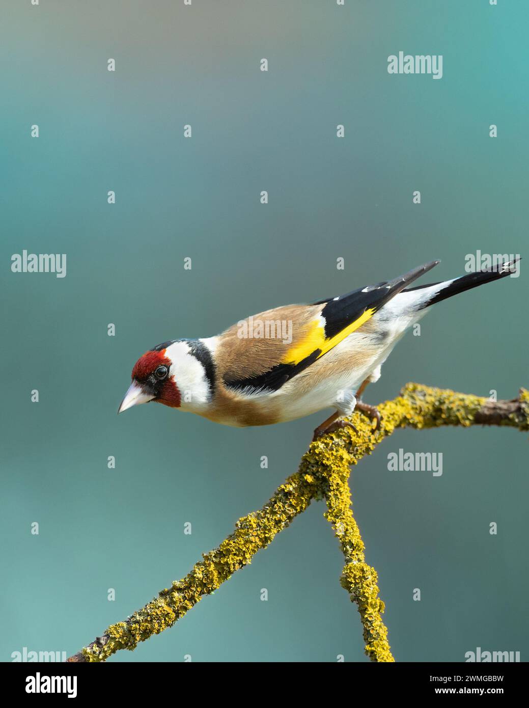 Vogel Goldfinch Carduelis carduelis, kleiner erstaunlicher Vogel, Frühlingszeit in Polen Europa Stockfoto