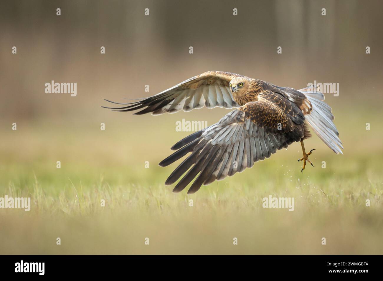 Greifvögel Marsch harrier Circus aeruginosus, Jagdzeit Polen Europa Stockfoto