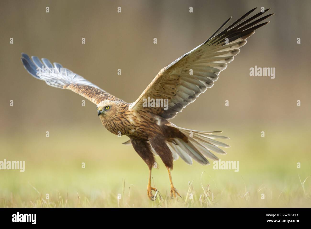 Greifvögel Marsch harrier Circus aeruginosus, Jagdzeit Polen Europa Stockfoto