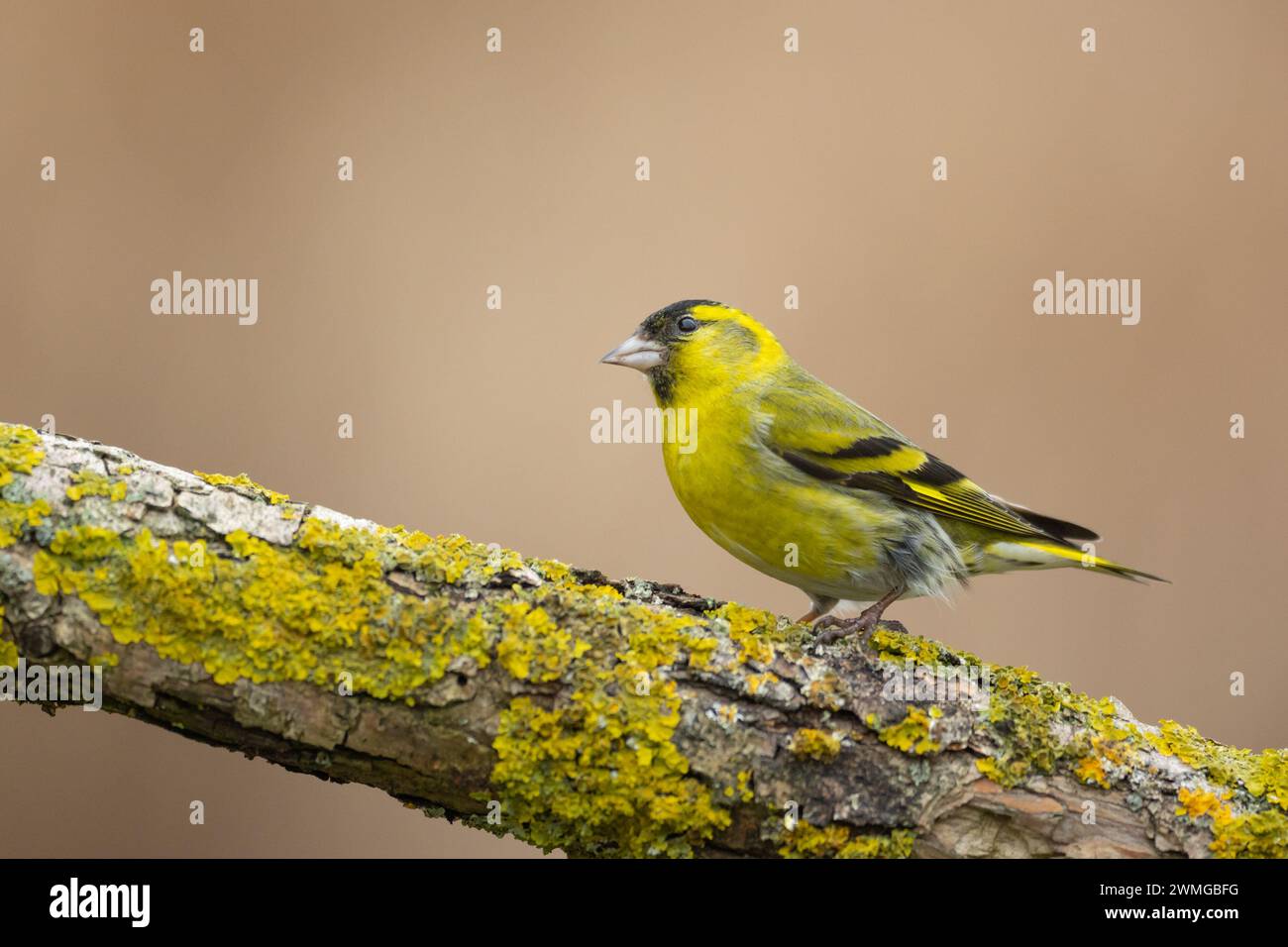 Vogel Siskin Carduelis spinus, kleiner gelber Vogel, Winterzeit in Polen Europa Stockfoto