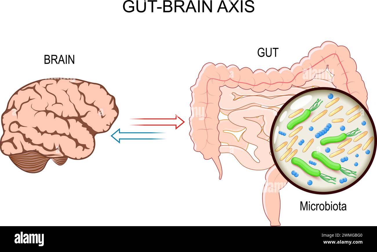 Darm-Hirn-Achse. Einfluss und Beziehung der intestinalen Mikrobiota auf die Hirnfunktion. Mikrobiom Darm Hirnachse und psychische Gesundheit. Enteric und Centra Stock Vektor