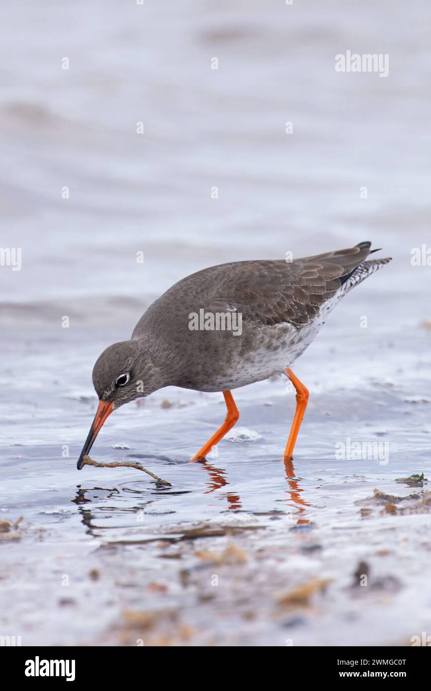 Rotschenkel (Tringa totanus) Wintergefieder Norfolk Januar 2024 Stockfoto