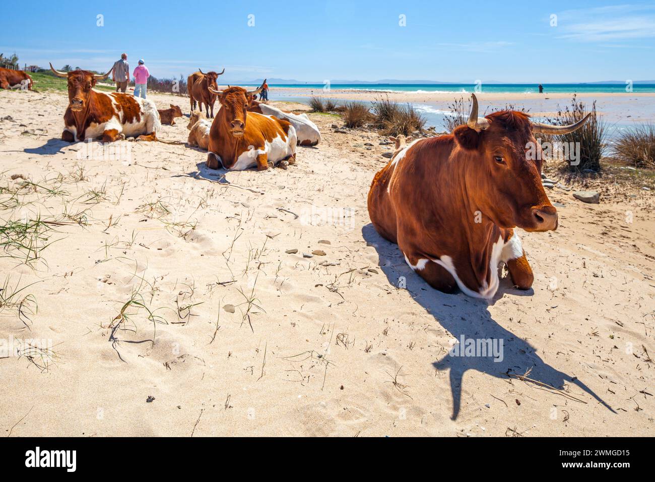 Ein ruhiges Bild zeigt eine Gruppe von Retinta-Kühen, die sich am sonnengeküssten Sand des Bolonia Beach in Cadiz, Spanien, entspannen. Die Cattles sind sehr rötlich... Stockfoto