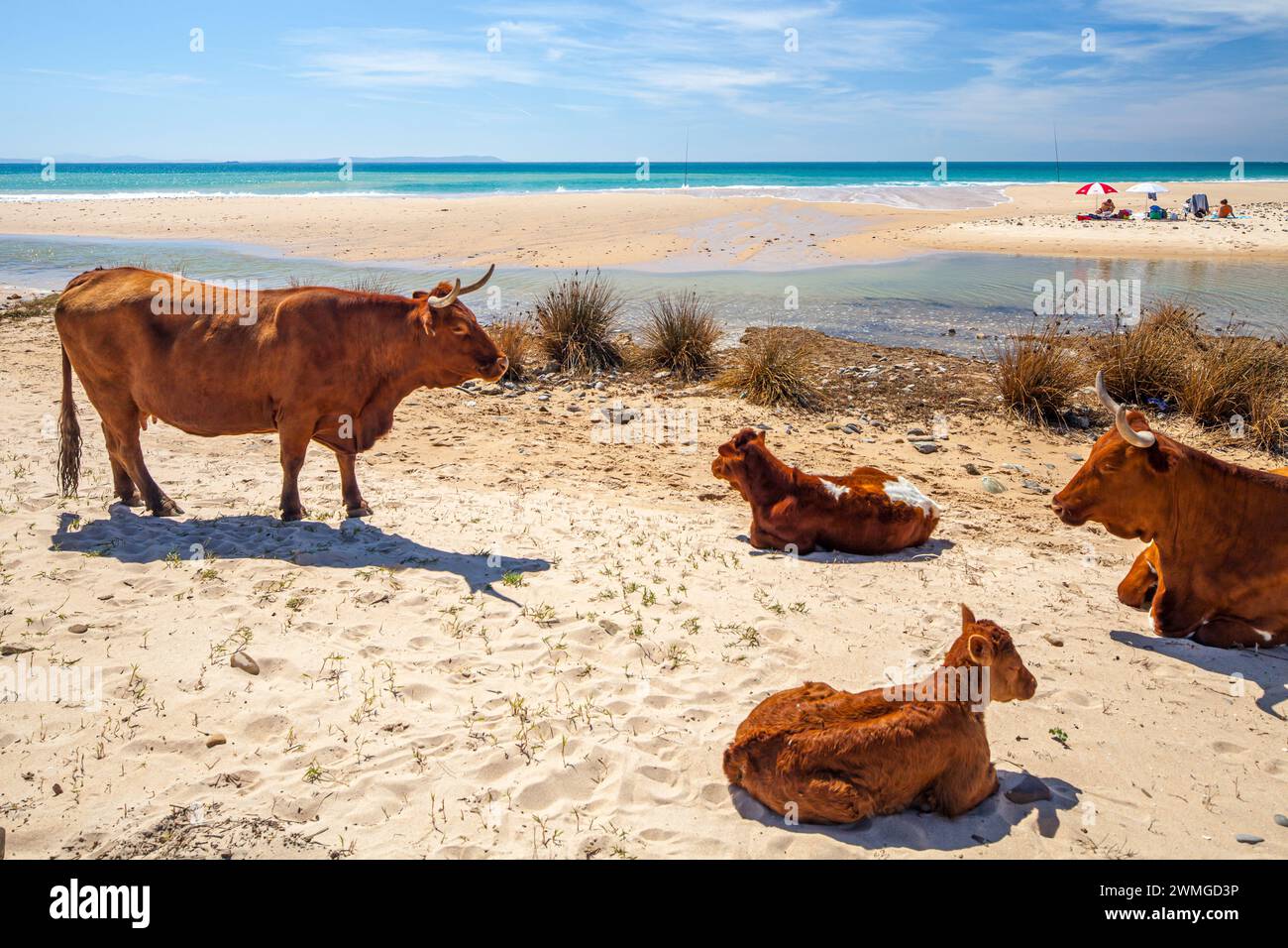 Ein ruhiges Bild zeigt eine Gruppe von Retinta-Kühen, die sich am sonnengeküssten Sand des Bolonia Beach in Cadiz, Spanien, entspannen. Die Cattles sind sehr rötlich... Stockfoto