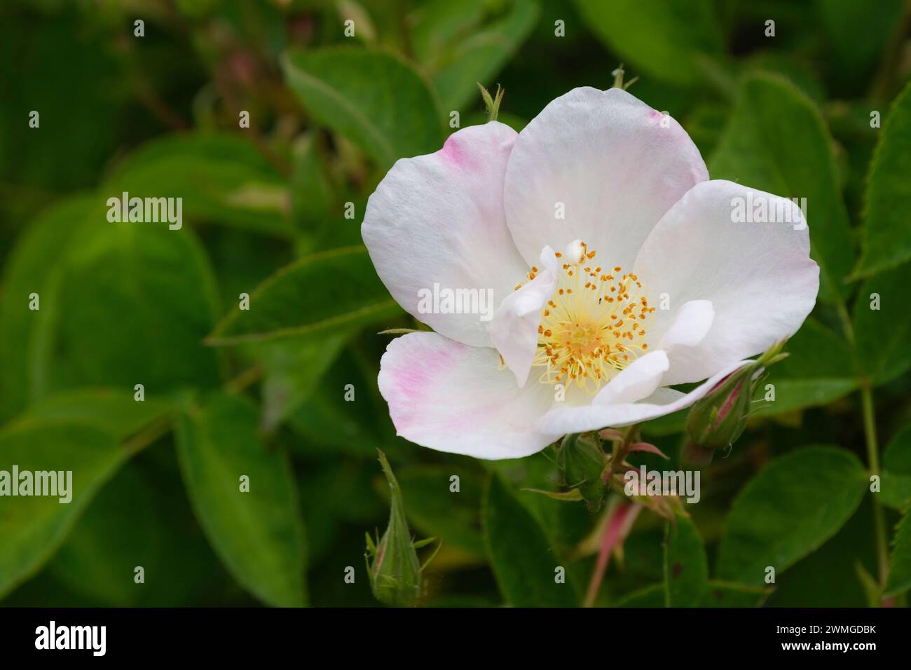 Rosa dupontii, Rose dupontii, weiße Einzelblüten auf einer kräftigen Strauchrose Stockfoto
