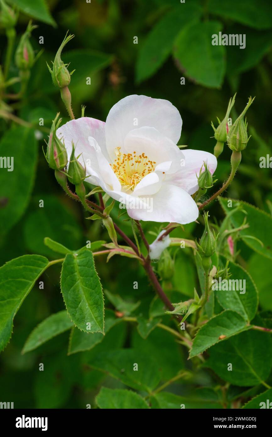 Rosa dupontii, Rose dupontii, weiße Einzelblüten auf einer kräftigen Strauchrose Stockfoto
