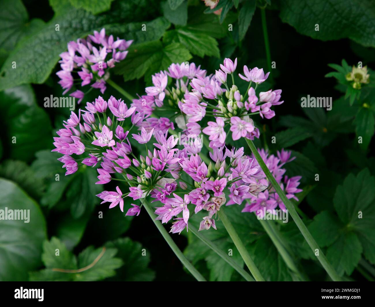 Großaufnahme der lilarosa Blüten der mehrjährigen blühenden Gartenzwiebelpflanze Allium Eros. Stockfoto