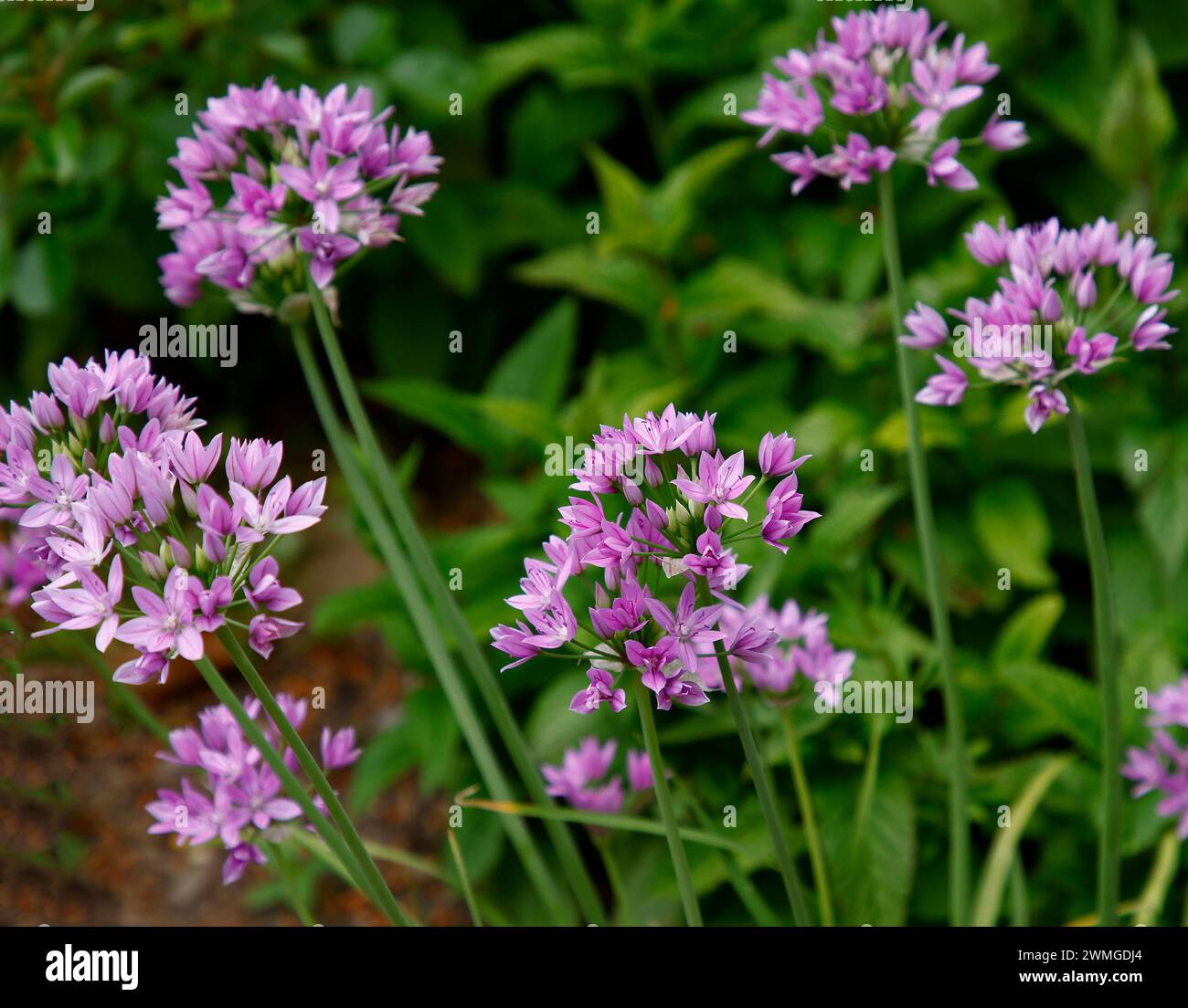 Großaufnahme der lilarosa Blüten der mehrjährigen blühenden Gartenzwiebelpflanze Allium Eros. Stockfoto
