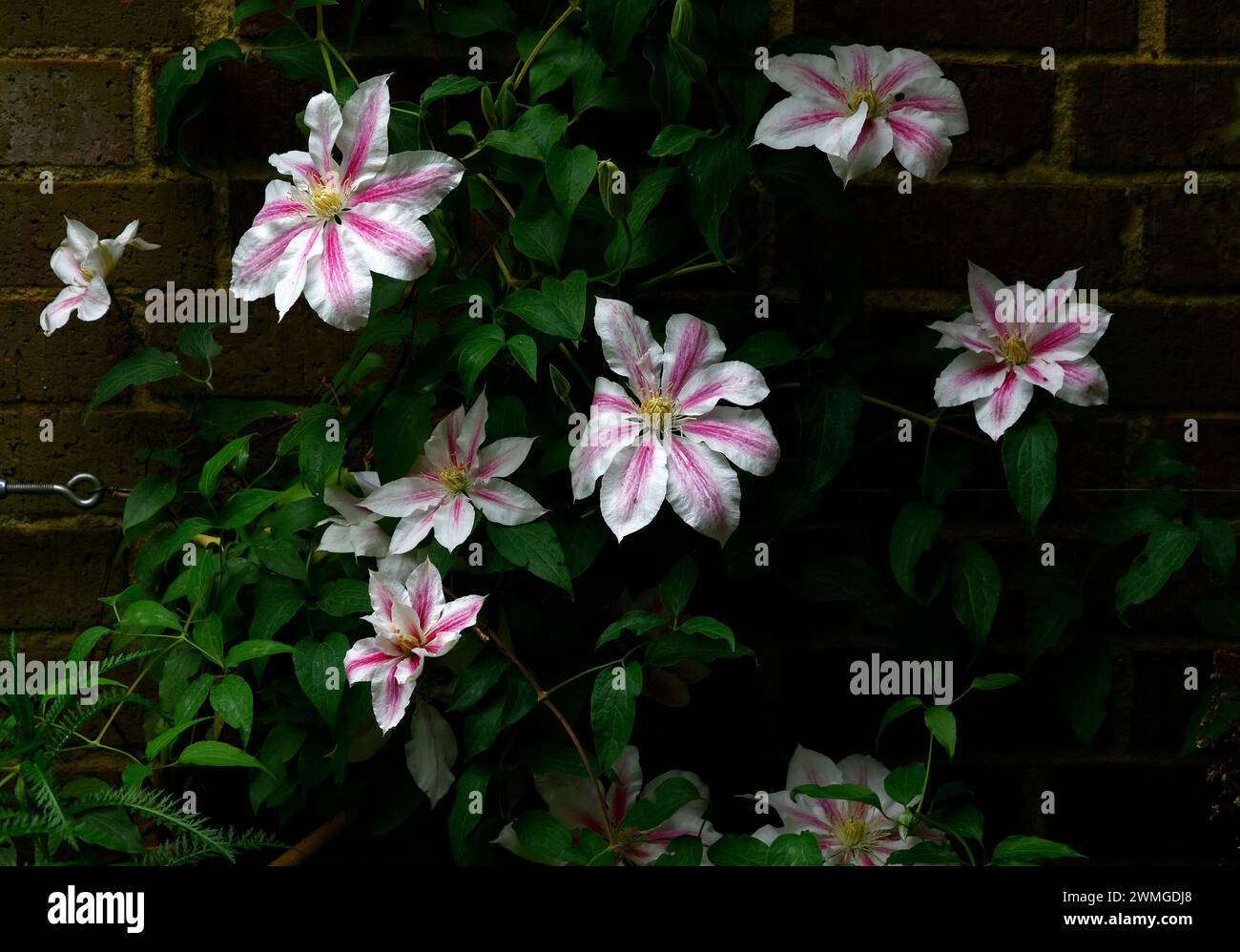 Nahaufnahme der bunten weiß- und violetten Streifenblumen der Klettergartenpflanze Clematis andromeda. Stockfoto