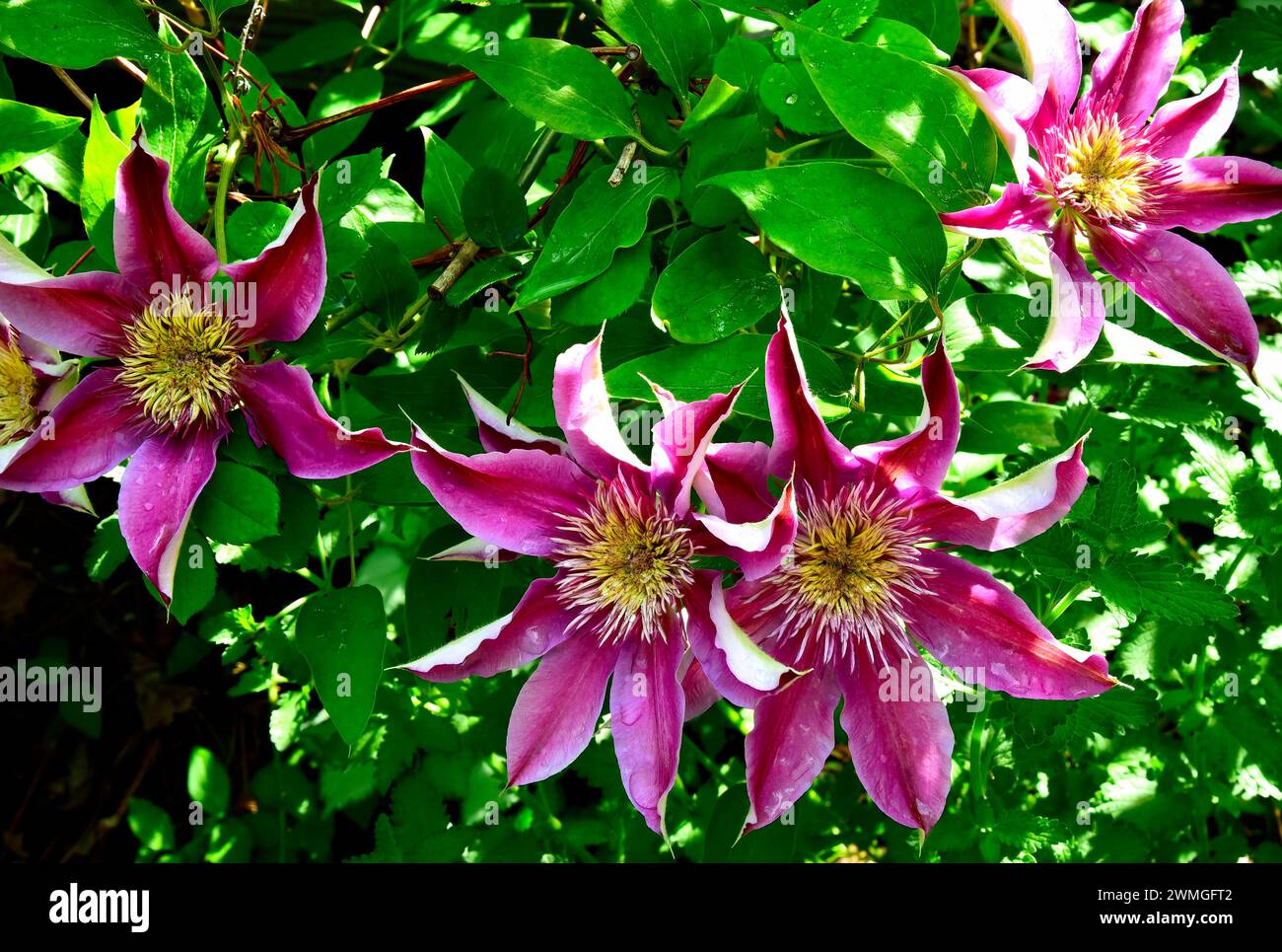 Eine „Josephine“-Clematis mit leuchtend rosa Blüten Stockfoto