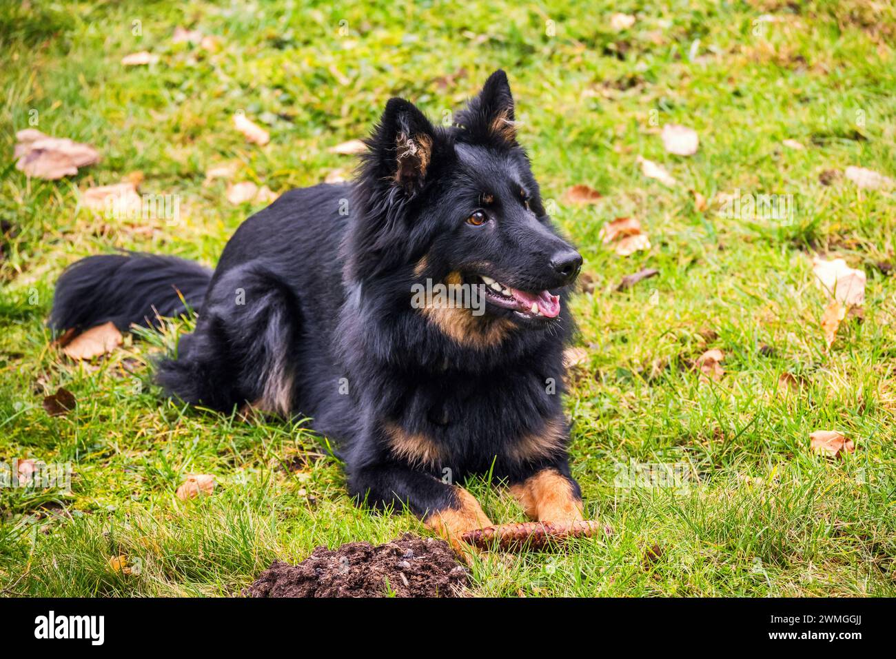 Schwarzer junger Hund (7 Monate alt) auf der Wiese mit Kegel in der Pfote liegend. Böhmischer Schäferhund, die beste nationale Rasse der Tschechischen republik. Stockfoto