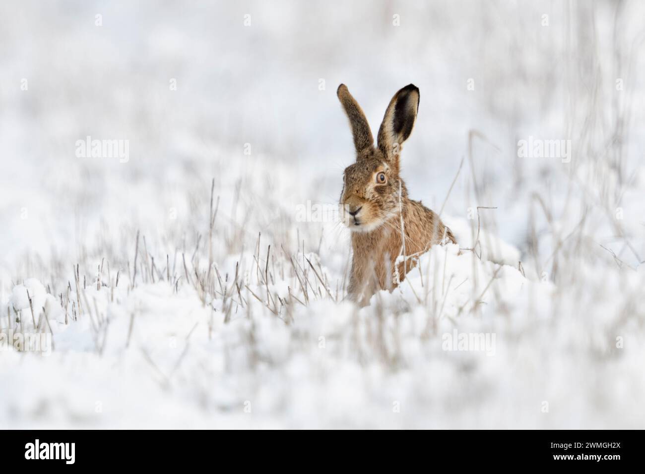 Feldhase/Europäischen Hase/Feldhase (Lepus europaeus) im Winter, im Schnee sitzen und beobachtete neugierig, lustige Blicke, Wildlife, Europa. Stockfoto