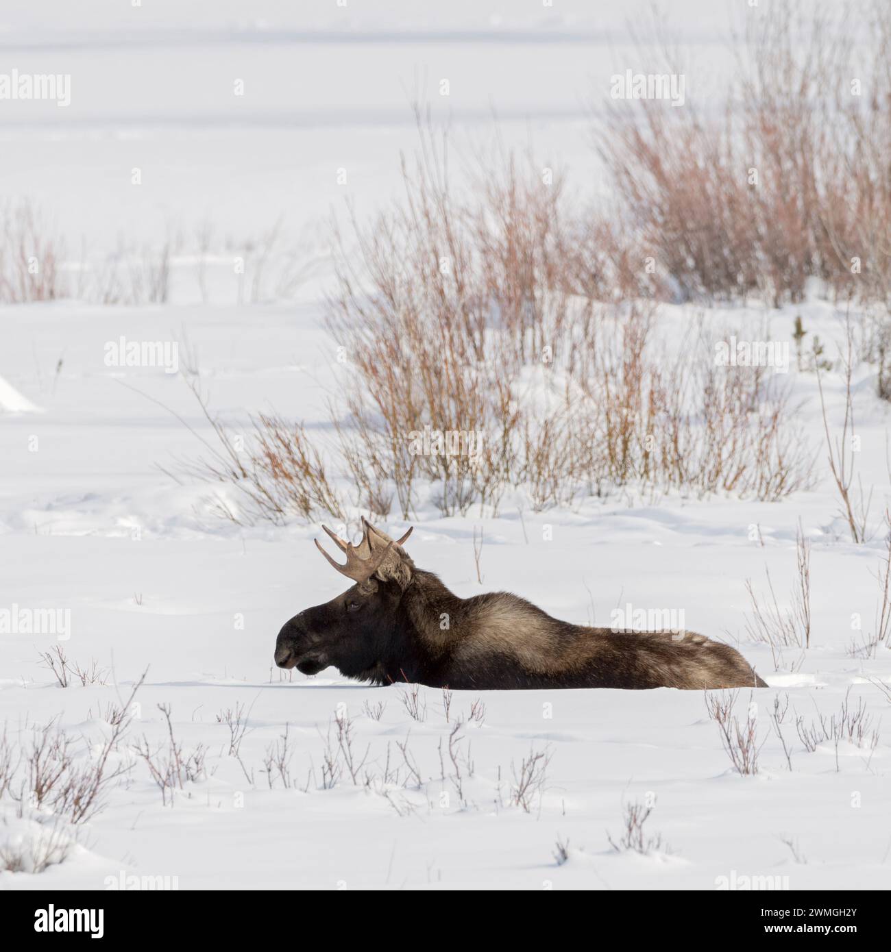 Elche ( Alces alces ), junger Stier, ruht, liegend, im Schnee wiederkäuend, Winter, Yellowstone NP, USA. Stockfoto