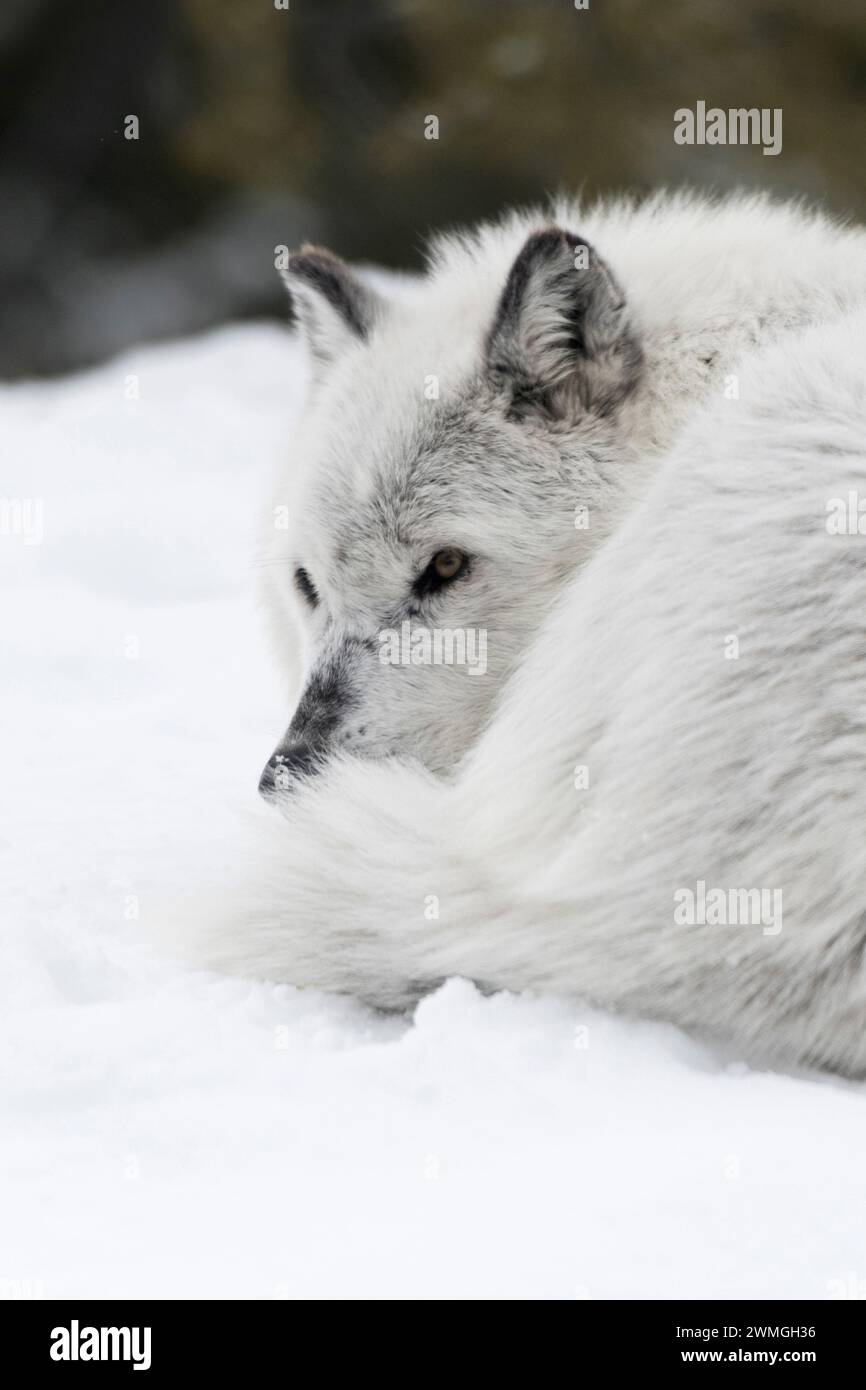 Gray Wolf (Canis Lupus) ruhend, im Schnee liegend, eingerollt, aufmerksam beobachtet, Montana, USA. Stockfoto