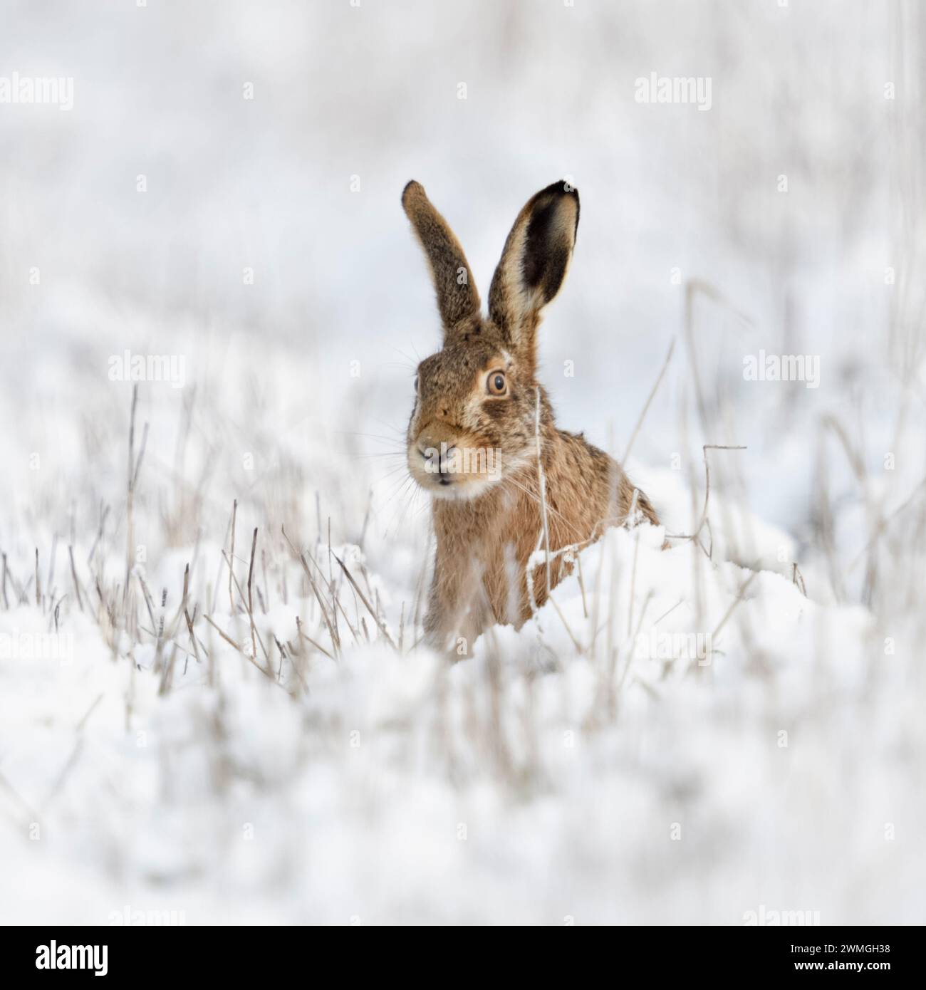 Feldhase/Europäischen Hase/Feldhase (Lepus europaeus) im Winter, im Schnee sitzen und beobachtete neugierig, lustige Blicke, Wildlife, Europa. Stockfoto