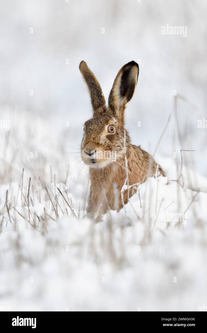 Feldhase/Europäischen Hase/Feldhase (Lepus europaeus) im Winter, im Schnee sitzen und beobachtete neugierig, lustige Blicke, Wildlife, Europa. Stockfoto