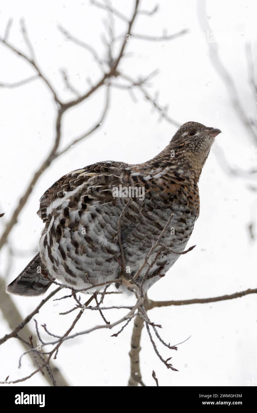 Ruffed Grouse ( Bonasa umbellus ) im Winter, auf einem Baum, sitzend auf einem dünnen Zweig, auf der Suche nach Nahrung, bei leichtem Schneefall, Wyoming, USA. Stockfoto