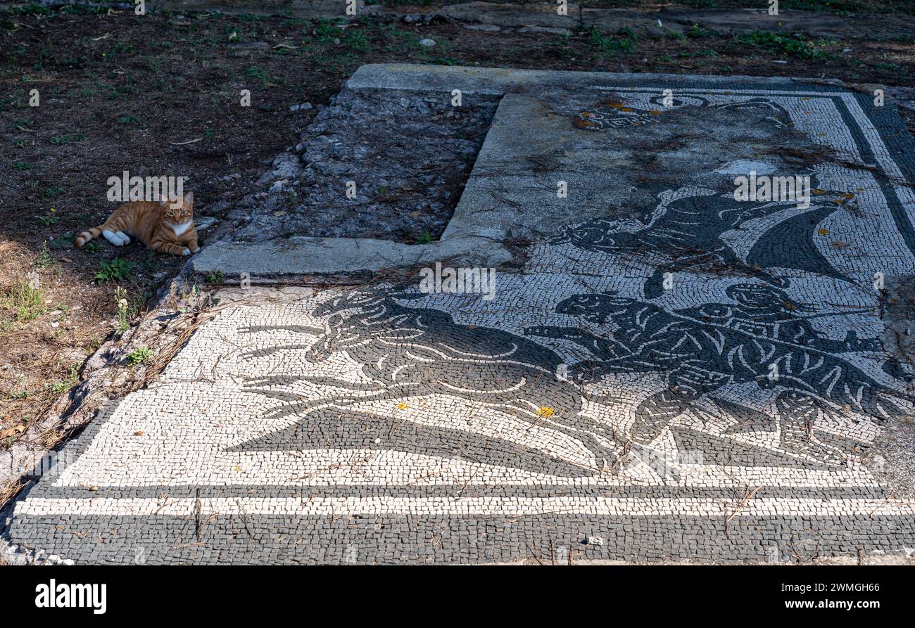 Katze ruht neben dem antiken römischen Mosaik in Italien Stockfoto