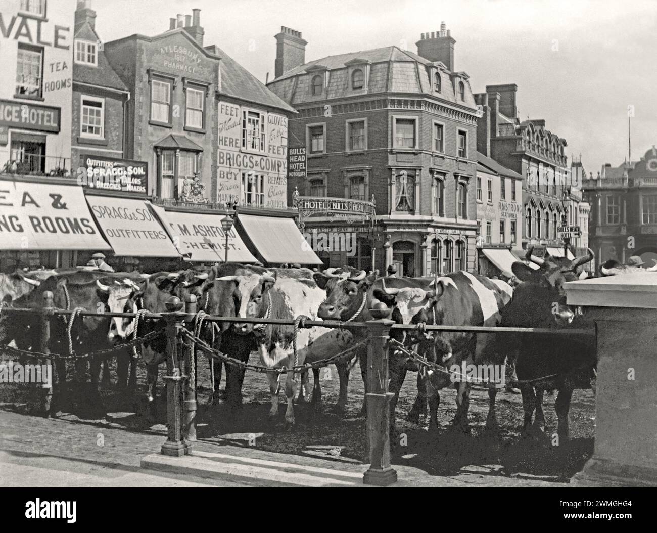 Die Rinder reihten sich Anfang des 20. Jahrhunderts auf dem Viehmarkt am Market Square in Aylesbury, Buckinghamshire, England, Großbritannien. Das reiche und fruchtbare Vale of Aylesbury war perfekt für die Landwirtschaft und es gab zweimal wöchentlich einen Schaf-, Schweine- und Rindermarkt auf dem zentralen Platz von 1204 bis 1927, als der Markt verlagert wurde. Alte Gebäude wie Geschäfte, Banken und Hotels umgaben den Platz, viele werben sich auf ihren Markisen. Dieses Bild stammt von einem alten Glasnegativ – einem alten viktorianischen/edwardianischen Foto. Stockfoto