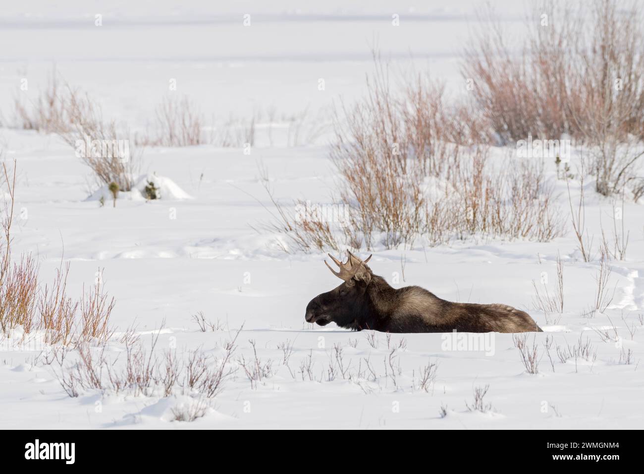 im tiefen Winter... Elch Alces alces , Elchbulle mit Schaufelgeweih liegt auf einer Freifläche im hohen Schnee und ruht, Tierwelt, Tiere, Säugetiere, Natur, Nord Amerika, USA, Kanada *** Moose Alces, junger Stier, ruhend, liegend, im Schnee wiederkäuend, Winter, Yellowstone NP, USA. Wyoming Nordamerika, Vereinigte Staaten von Amerika Stockfoto